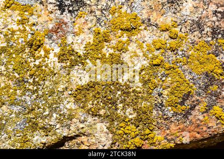 Candelariella vitellina is a crustose lichen with yellowish apothecia. This photo was taken in Arribes del Duero Natural Park, Zamora province, Castil Stock Photo