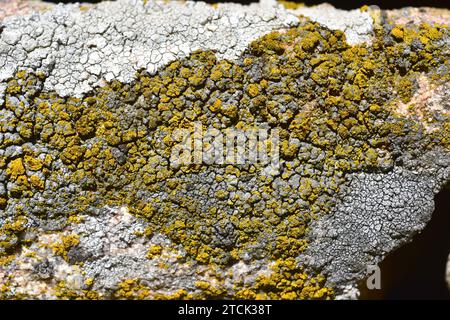 Candelariella vitellina invading other lichen. Candelariella vitellina is a crustose lichen with yellowish apothecia. This photo was taken in Arribes Stock Photo