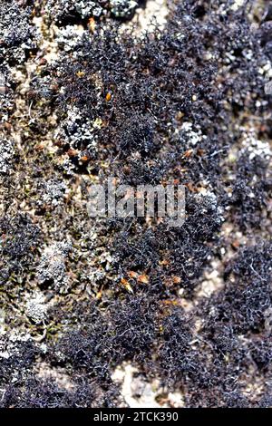 Cetraria aculeata is a fruticose lichen. This photo was taken in Arribes del Duero Natural Park, Zamora province, Castilla-Leon, Spain. Stock Photo
