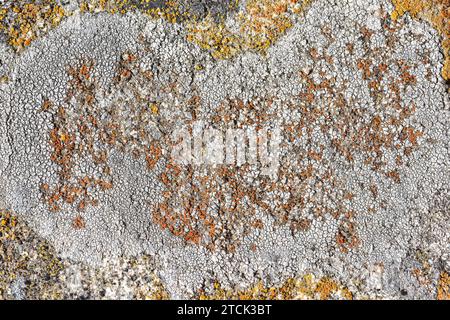 Diploschistes caesioplumbeus (grey) and Caloplaca holocarpa (orange) are a crustose lichens. This photo was taken in Arribes del Duero Natural Park, Z Stock Photo