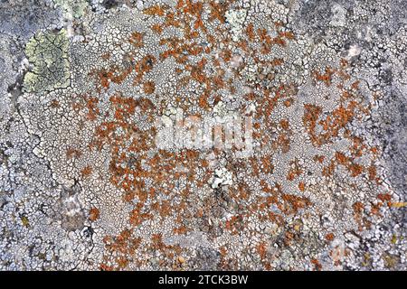 Diploschistes caesioplumbeus (grey) and Caloplaca holocarpa (orange) are a crustose lichens. This photo was taken in Arribes del Duero Natural Park, Z Stock Photo