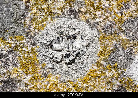 Tephromela atra or Lecanora atra is a crustose lichen with black apothecia; around it Candelariella vitellina (yellow lichen). This photo was taken in Stock Photo