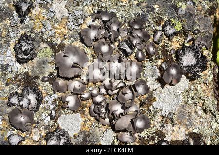Umbilicaria hirsuta (center, grey and brown) and Lasllia pustulata (left and right, grey and black) are two foliose lichens growing on granite rock.Th Stock Photo