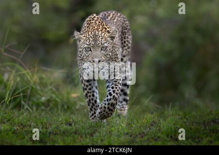 The leopard runs directly towards the camera, Masai Mara, Olare Motorogi Conservancy, Kenya. Stock Photo