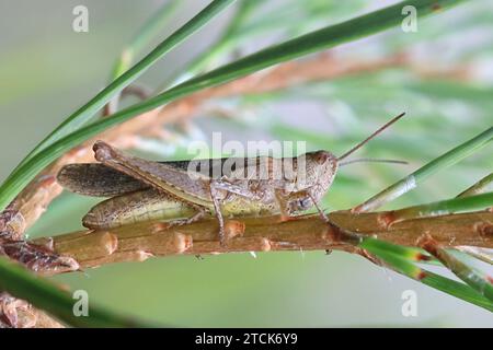 Chorthippus brunneus, commonly known as the common field grasshopper Stock Photo