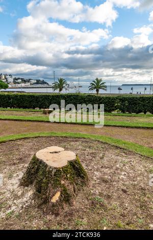 Torquay, UK. 13th Dec, 2023. Torbay council face criticism for cutting down the iconic palm trees from the seafront Italian Gardens. Tree stumps left. Credit: Thomas Faull/Alamy Live News Stock Photo