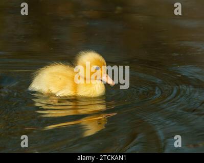 Very young yellow duckling swimming on pond Stock Photo