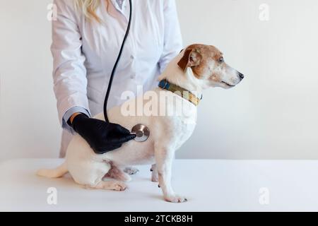 Female veterinarian with the help of a stethoscope examines the jack russell dog in clinic, health care. Close up view Stock Photo