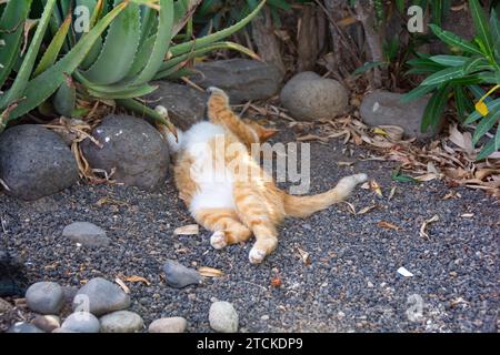 A red and white street cat lies stretched out in the sun in a town on the Canary Island of Gran Canaria in Spain Stock Photo