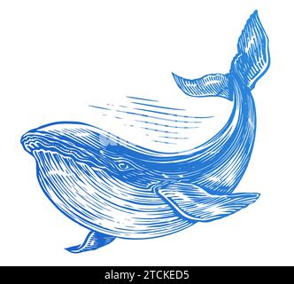 Whale, sea animal. Hand drawn vector illustration on white background Stock Vector