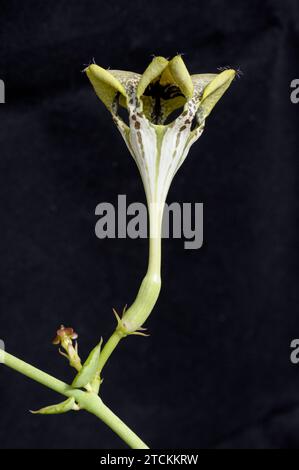 Ceropegia sandersonii flower Stock Photo