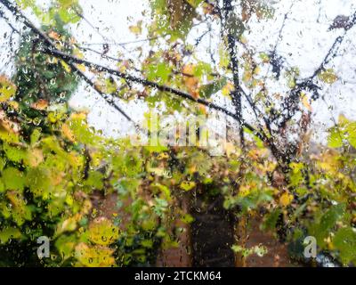 drops of rain on surface of home window glass and yellow and green grape leaves in background in village on rainy autumn day Stock Photo