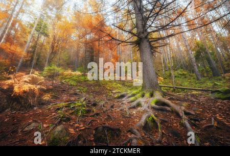 Big tree with long branches in the middle of a magical autumn forest. Beautiful landscape with fairy tree and roots in moss in misty forest. Stock Photo