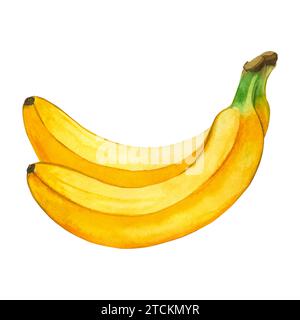 Watercolor illustration. Two ripe bananas. Watercolor illustration. Bananas hand drawn in watercolor on a white background. Suitable for printing Stock Photo