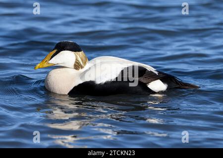 Eider Duck, Somateria mollissima, adult male swimming in seahouses harbour.  Seahouses, Northumberland  March Stock Photo