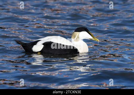 Eider Duck, Somateria mollissima, Adult breeding plumage male swimming  Northumberland.  March Stock Photo