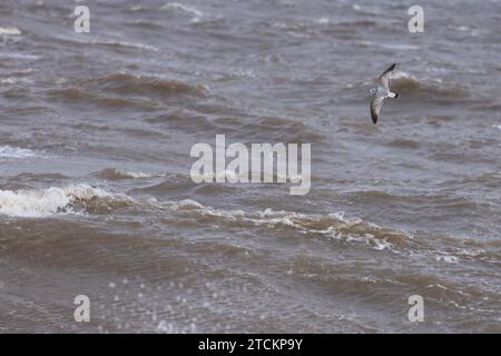Common Gull (Larus canus) first winter flying over sea Norfolk November 2023 Stock Photo
