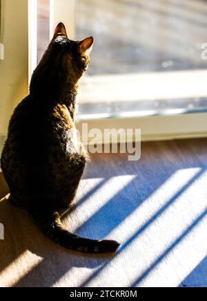 Attentive tabby cat sits on patterned carpet while looking out of a window Stock Photo