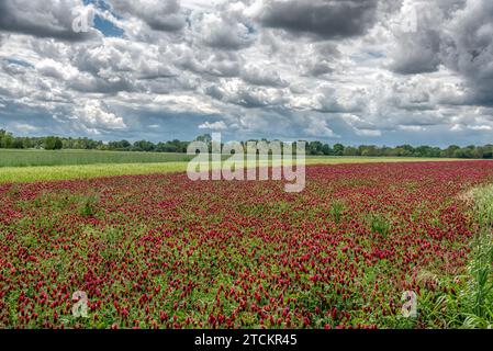 Beautiful red flowers. Spring nature background. Clover incarnate - Trifolium incarnatum Stock Photo