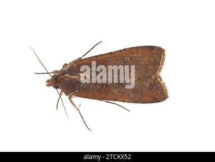 Pearly underwing moth isolated on white background, Peridroma saucia Stock Photo