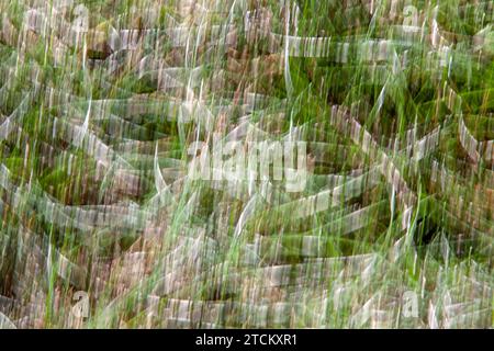 Leaves of Grass, abstract background, wiping effect, bulb exposure Stock Photo
