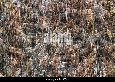 Leaves of Grass, abstract background, wiping effect, bulb exposure Stock Photo