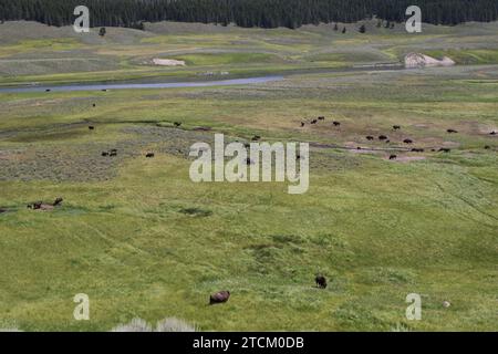 Buffalo grazing in Yellowstone National Park Stock Photo