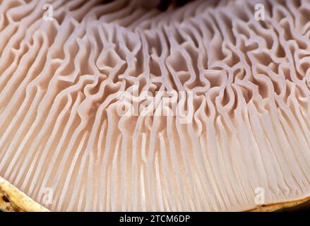 Supermacro of gills at the cup underside (Hymenophore) of a Fried Chicken mushroom (Lyophyllum decastes), Valais, Switzerland Stock Photo