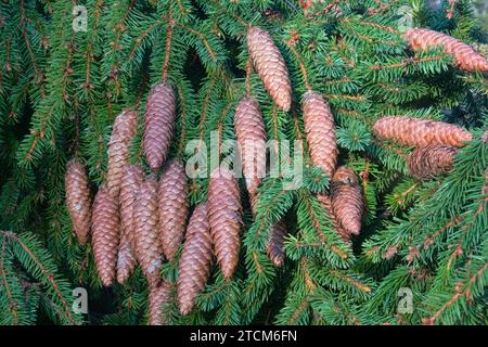 Forest science. Cones from top of European Spruce (Pinus sylvestris) at age of about 100 years after winter fruiting. Some of cones are damaged and re Stock Photo