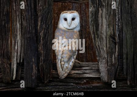 Barn owl resting on a perch, a beautiful nocturnal bird with a white facial disc, soft feathers and golden-brown plumage. Stock Photo