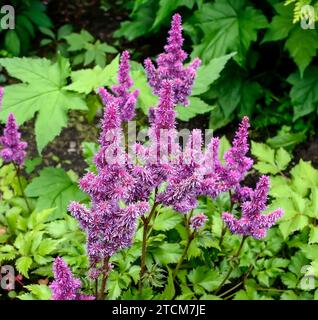 Purple pink fluffy inflorescence of Astilbe chinesis variety Pumila in summer garden on blurred foliage background, close up. Also known as falce spir Stock Photo