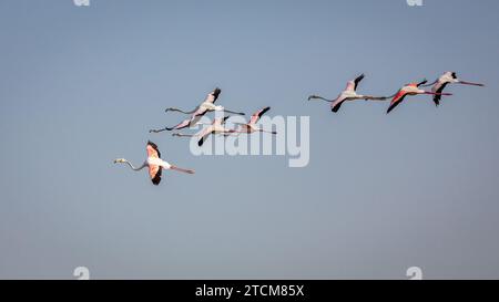 Flock of Greater Flamingos (Phoenicopterus roseus) flying over Ras Al Khor Wildlife Sanctuary in Dubai, birds against clear blue sky. Stock Photo