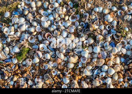 Empty cockle shells, Cerastoderma edule, washed up on the tide line of Snettisham beach on The Wash in Norfolk. Stock Photo