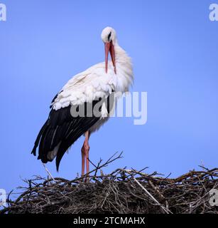 White Stork preening on nest; Los Barruecos Natural Monument, Extremadura, Spain. Stock Photo