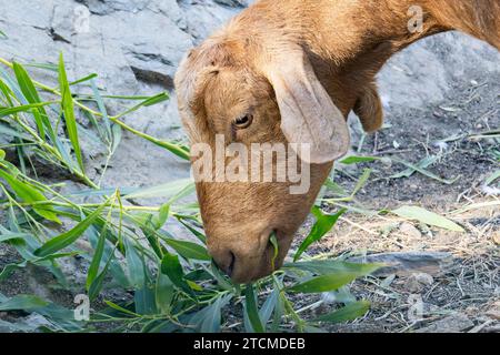 Cute brown goat eating grass Stock Photo