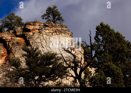 tree growing on top of a mesa, zion national park, utah Stock Photo