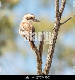 The laughing kookaburra (Dacelo novaeguineae) is the largest member of the kingfisher family, Generally off-white with brown barred wings. Stock Photo