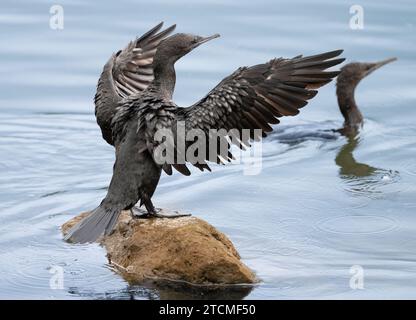 The little black cormorant (Phalacrocorax sulcirostris) selected focus, resting on a rock drying its wings in the sun. Stock Photo