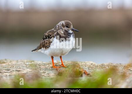 Turnstone, Arenaria interpres, in Whitby, North Yorkshire Stock Photo