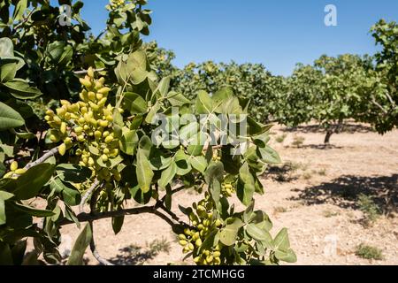 Orchard of Ripening Pistachio Nuts. Close-up of Ripe Pistachio on Tree. Stock Photo