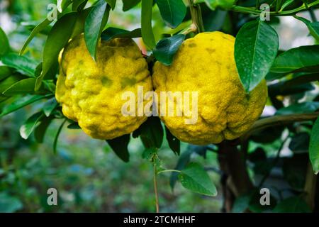 Ripe pomelo fruits. Organic pamelo fruit on tree in garden farm. Stock Photo