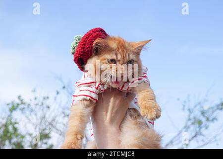 A lovely golden cat is carried on a blue sky background with red shirt Stock Photo