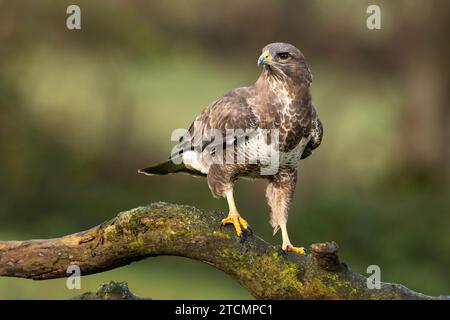 Buzzard on an old dead tree branch Stock Photo