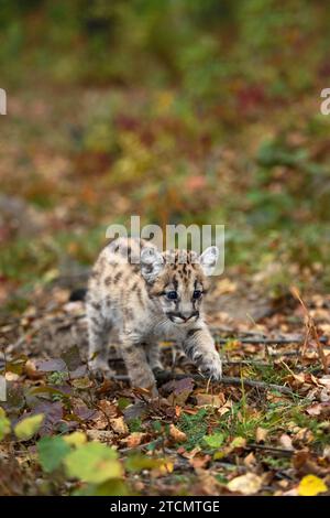 Cougar Kitten (Puma concolor) Walks Along Ground Autumn - captive animal Stock Photo