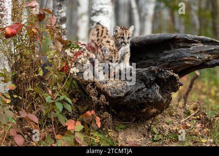 Pair of Cougar Kittens (Puma concolor) Crawl About Atop Log Autumn - captive animals Stock Photo
