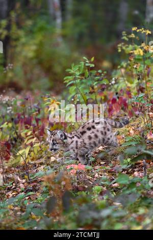 Cougar Kitten (Puma concolor) Walks Down Through Autumn Foliage - captive animal Stock Photo