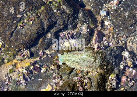 View of a dolabrifera dolabrifera, a type of sea hare or sea slug.  This one was seen in a tidal pool on the western coast of Costa Rica.  Concepts co Stock Photo