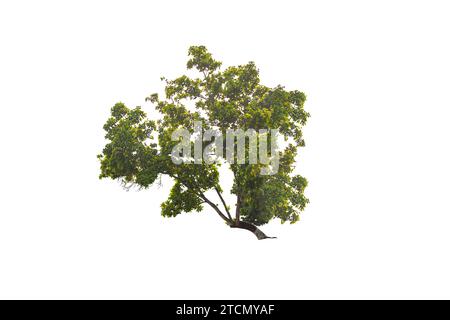 Lonely green tree isolated on white background Stock Photo