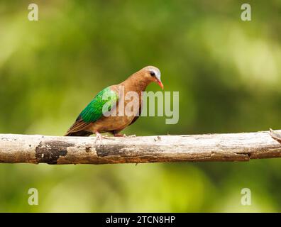 Asian Emerald Dove perched on a branch Stock Photo