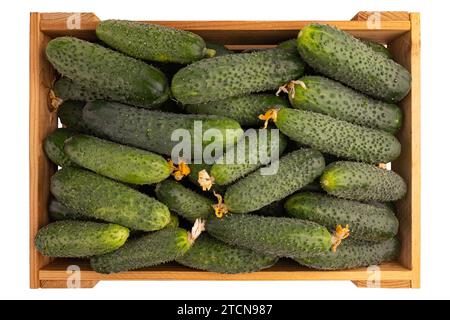 pile of fresh raw cucumbers in wooden box isolated on white background with clipping path Stock Photo